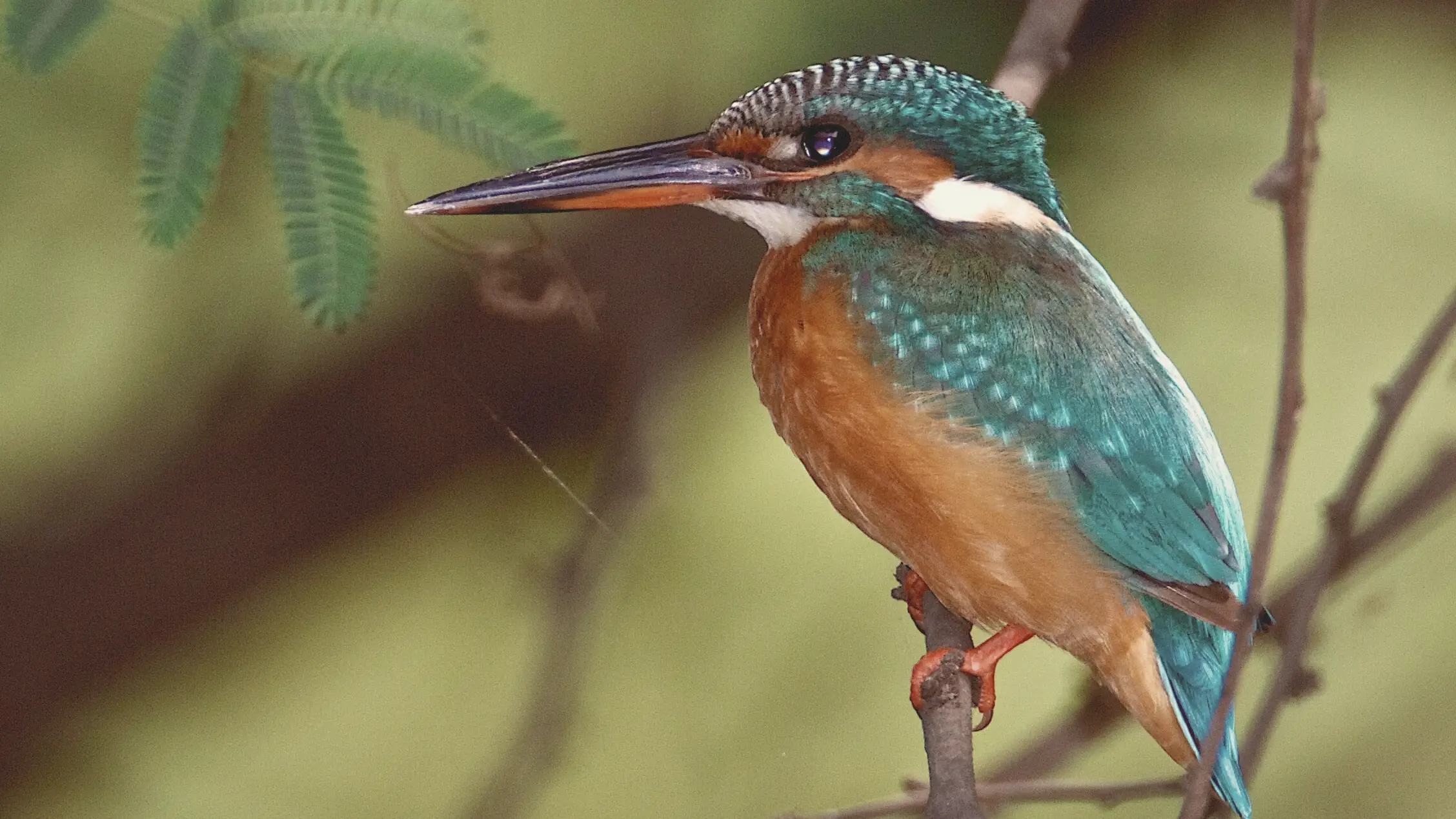 Um dos mais coloridos pássaros da avifauna portuguesa